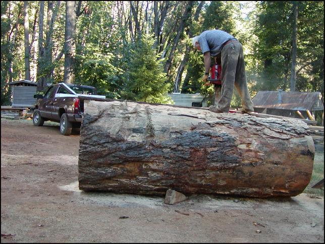 Tree cutting service pittsburgh pa